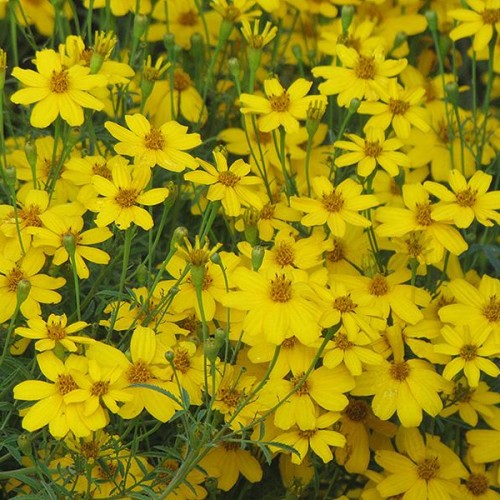 Coreopsis 'Zagreb' Coreopsis 'Zagreb'