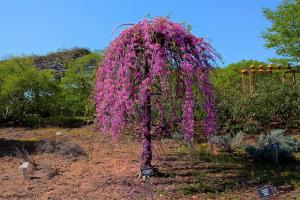 Redbud Weeping Covey Redbud Weeping Covey