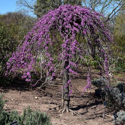 Redbud, Weeping 'Covey'  