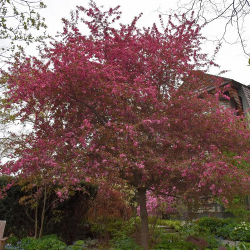 Crabapple 'Royal Raindrops'