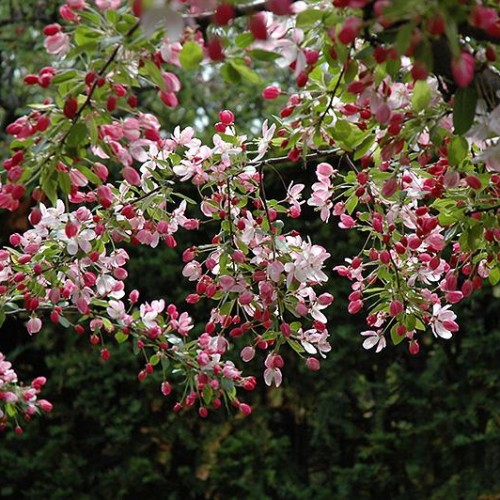 Crabapple 'Zumi' Ornamental Trees Trees Plants & Flowers