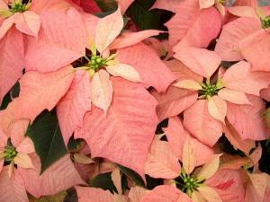 DaVinci Poinsettia