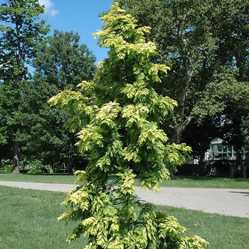 Dawn Redwood 'Gold Rush'