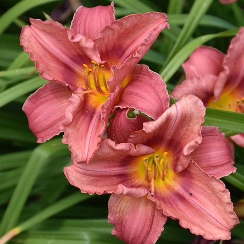 Daylily 'Rosy Returns'