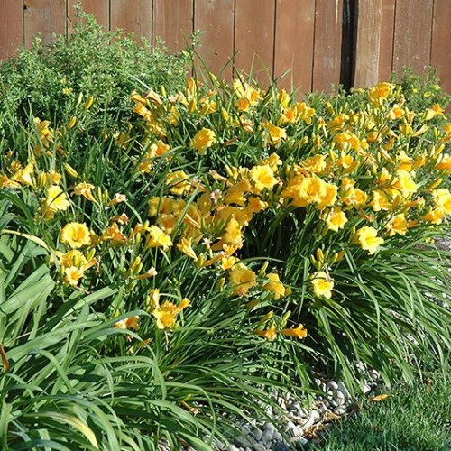 Daylily 'Stella de Oro' Sun Perennials Perennials Plants & Fl...