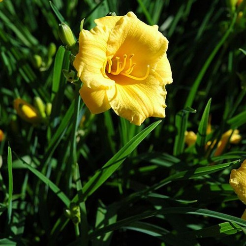 Daylily 'Stella de Oro'