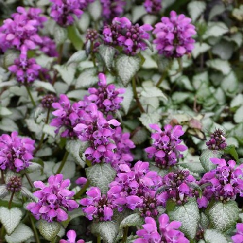 Dead Nettle 'Purple Dragon'