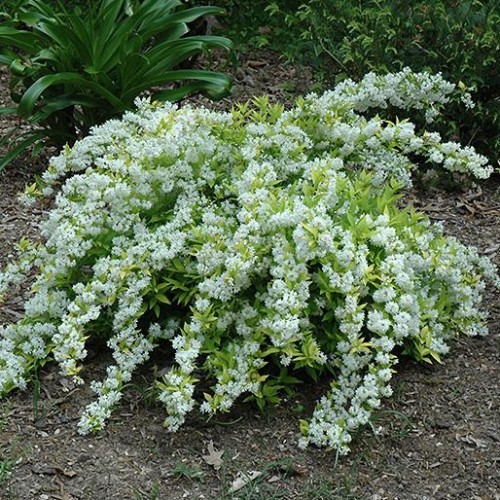 Deutzia 'Chardonnay Pearls'