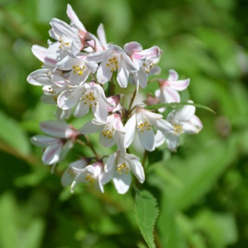 Deutzia 'Yuki Snowflake'