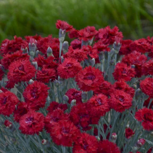 Dianthus 'Maraschino' Dianthus 'Maraschino'