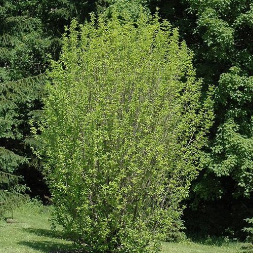 Dogwood Cornelian Cherry 'Golden Glory'