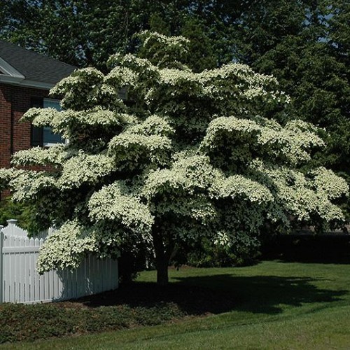 Dogwood, Kousa Dogwood, Kousa