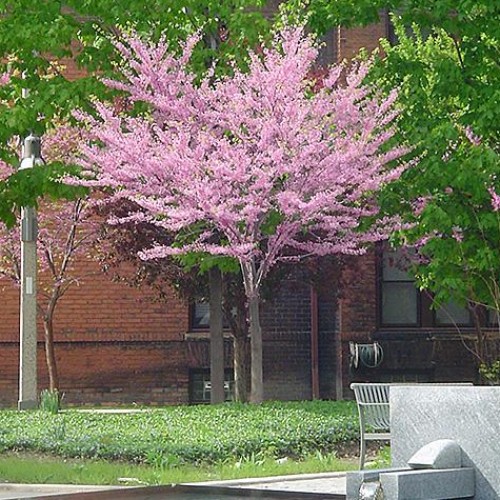 Redbud, Eastern  Redbud, Eastern