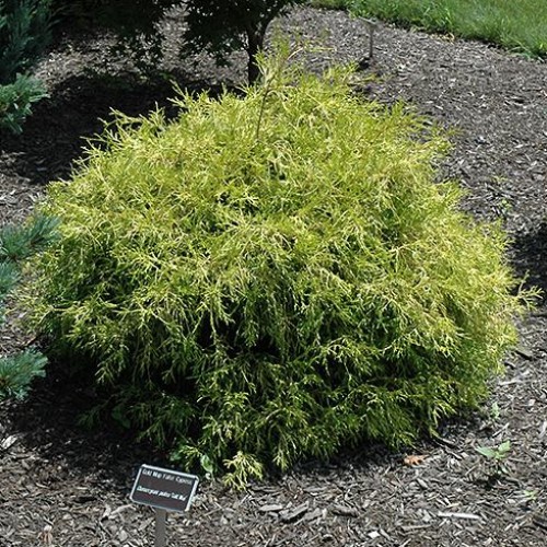 False Cypress 'Golden Mop'