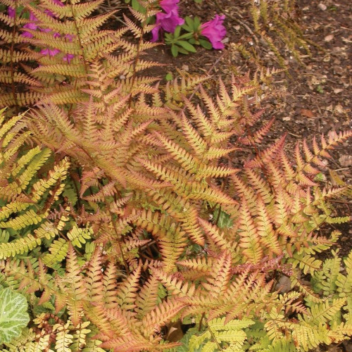 Fern 'Autumn Brilliance'