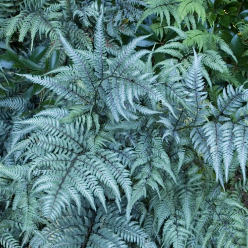 Fern Japanese 'Painted'