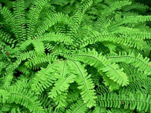 Fern Northern Maindenhair | Shade Perennials | Perennials ...