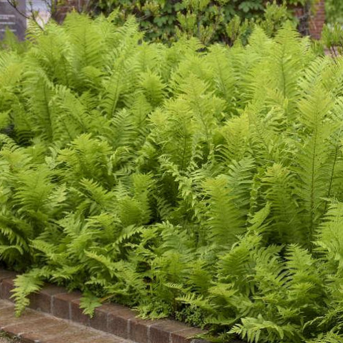 Fern 'Ostrich'