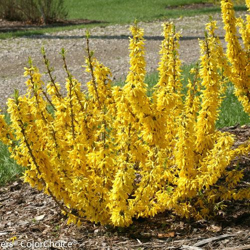 Forsythia 'Show Off Sugar Baby'