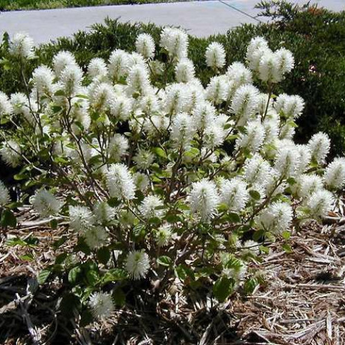 Fothergilla 'Dwarf'