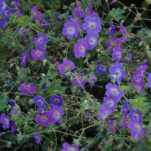 Geranium 'Rozanne'