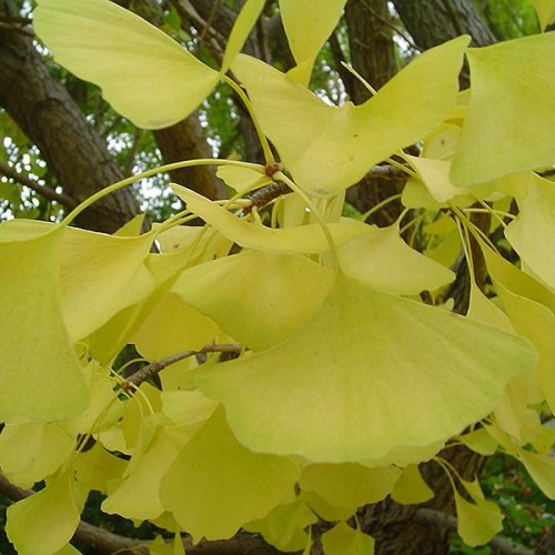 Ginkgo 'Autumn Gold'