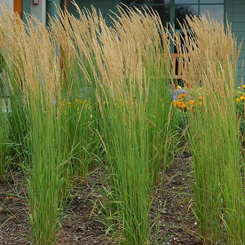 Feather Reed Grass 'Karl Foerster'