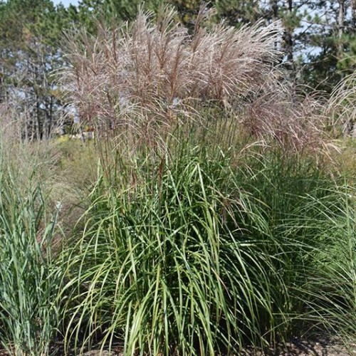 Maiden Grass 'Gracillimus' Maiden Grass 'Gracillimus'