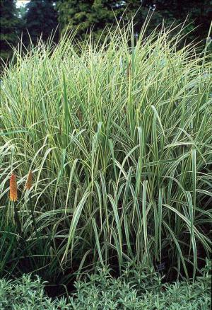grass plants variegatus grasses maiden ornamental tall invasive miscanthus garden flowers shade sinensis striped  missouribotanicalgarden