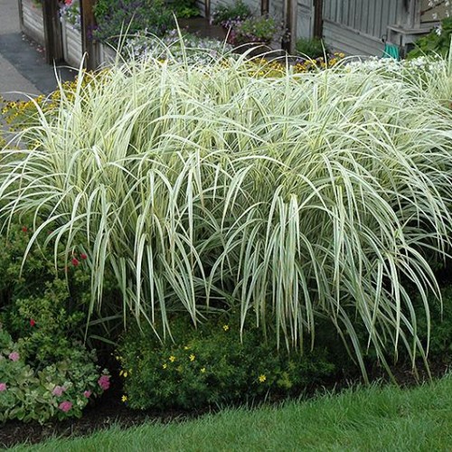 Maiden Grass 'Variegatus'