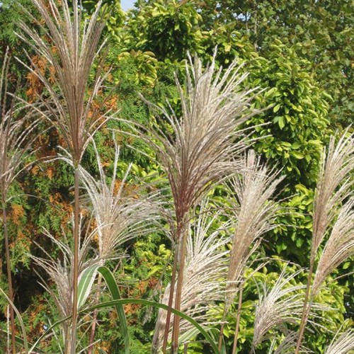 Maiden Grass 'Variegatus' | Grasses | Plants & Flowers | Niemeyer's