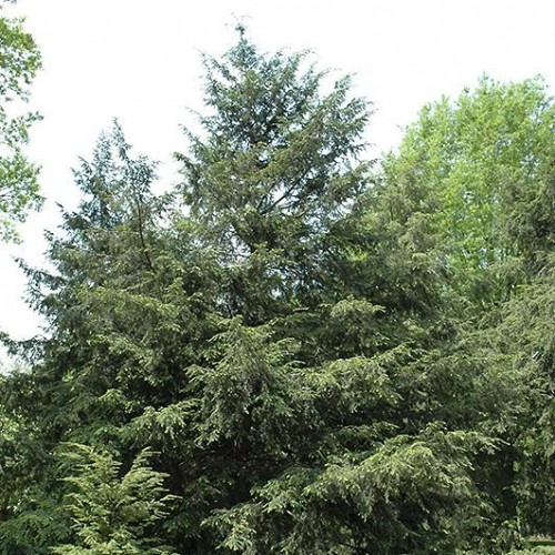 Hemlock, Canadian