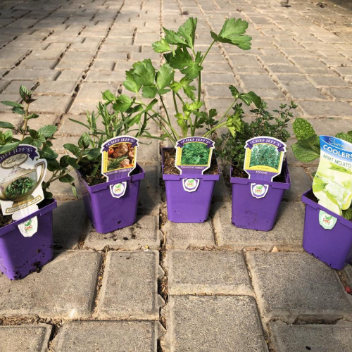 Herbs Vegetables Plants & Flowers Niemeyer's Landscape Supply...