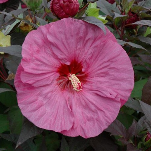 Hibiscus 'Berry Awesome' Hibiscus 'Berry Awesome'