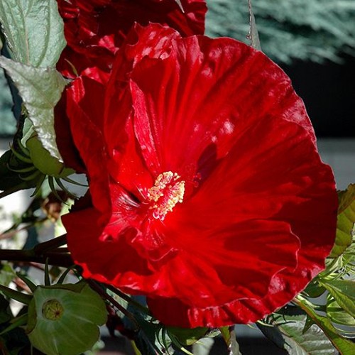 Hibiscus 'Cranberry Crush' Hibiscus 'Cranberry Crush'