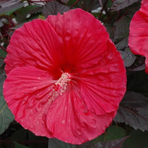 Hibiscus 'Mars Madness' Hibiscus 'Mars Madness'