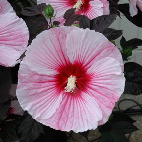 Hibiscus 'Starry Starry Night'