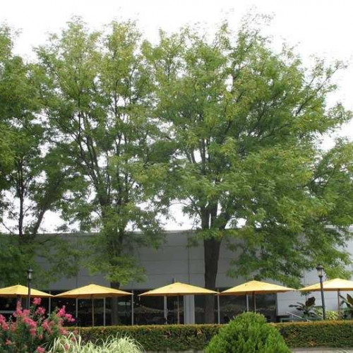 Honeylocust 'Skyline' Honeylocust 'Skyline'