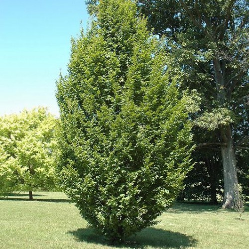 Hornbeam, Columnar 'Fastigiata'