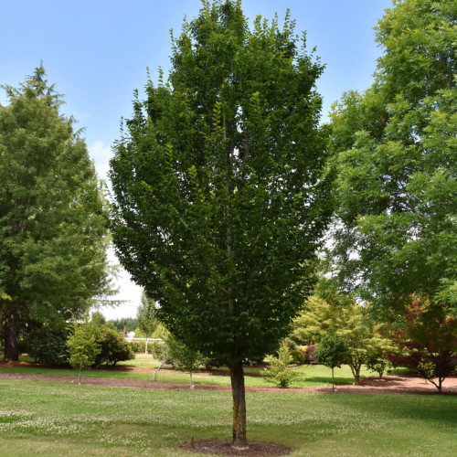 Hornbeam 'Emerald Avenue'