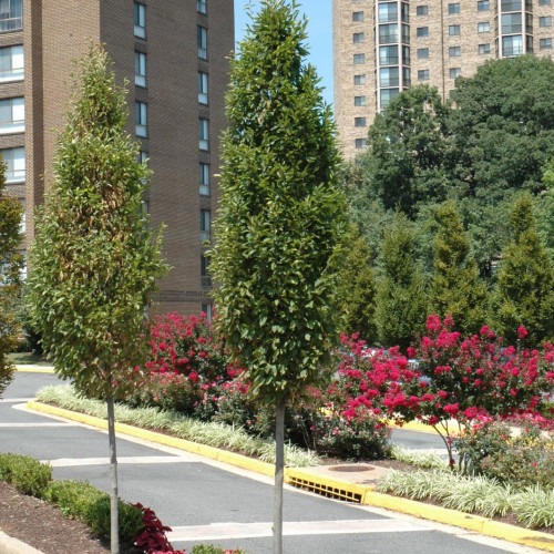 Hornbeam 'Frans Fontaine'