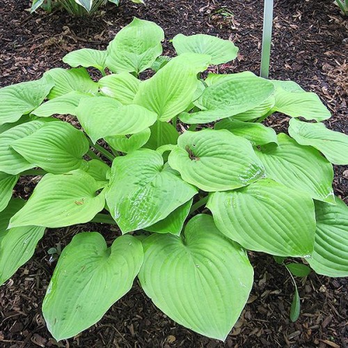 Hosta 'August Moon'