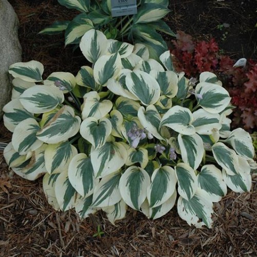 Hosta 'Autumn Frost' Hosta 'Autumn Frost'