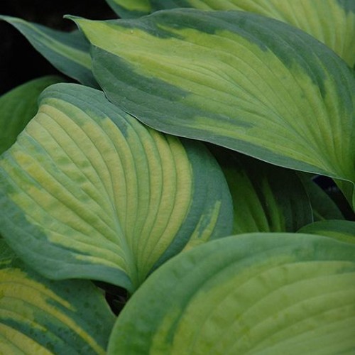 Hosta 'Brother Stefan' Hosta 'Brother Stefan'