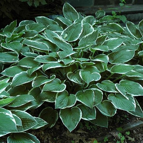 Hosta 'Francee'