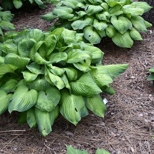 Hosta 'Guacamole'