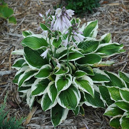 Hosta 'Patriot' Hosta 'Patriot'