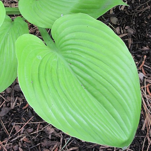 Hosta 'Sum & Substance' Hosta 'Sum & Substance'