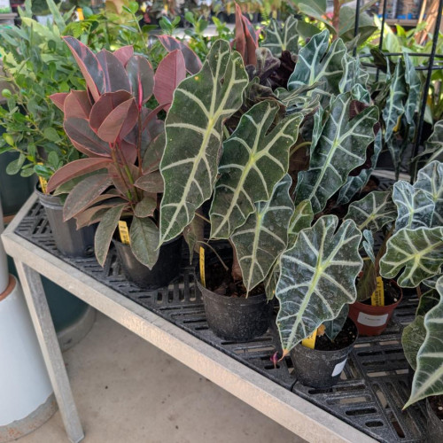 Houseplants Houseplants