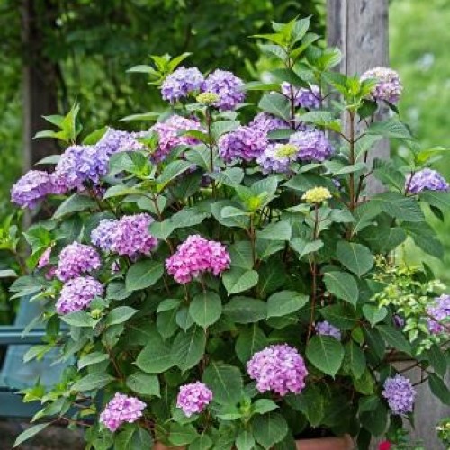 Hydrangea, Panicle 'Bloomstruck'